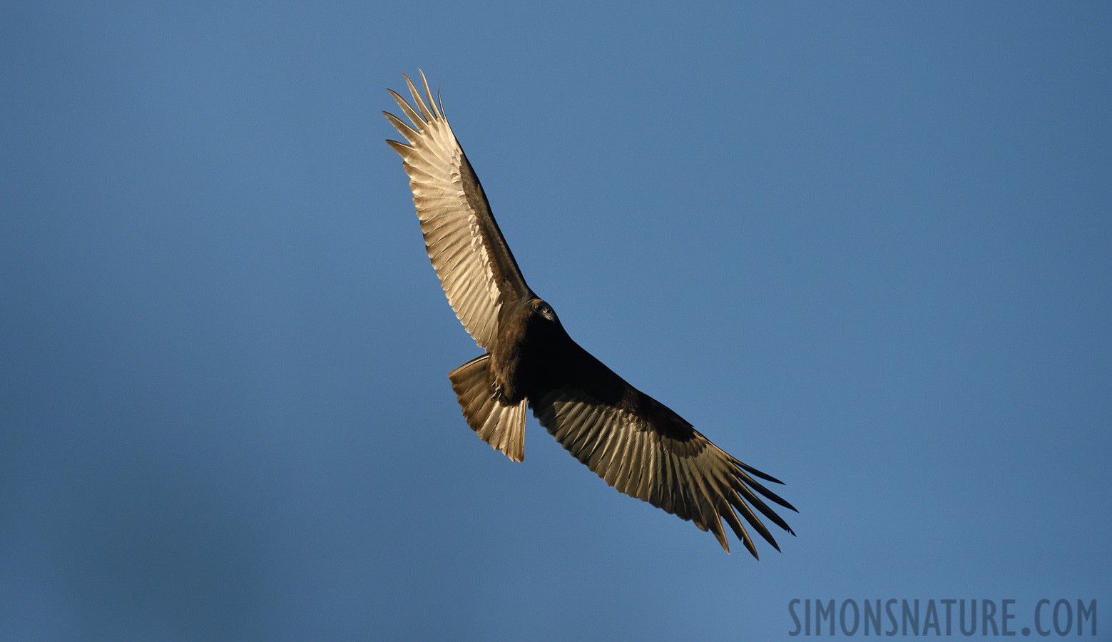 Cathartes aura septentrionalis [400 mm, 1/8000 sec at f / 7.1, ISO 2500]